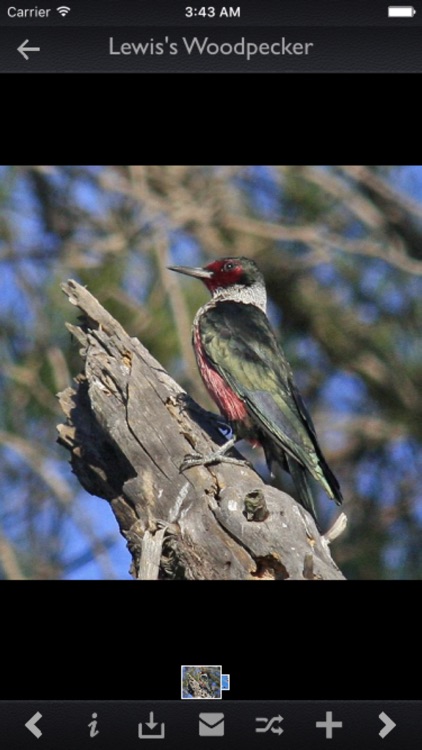 Woodpeckers Guide!