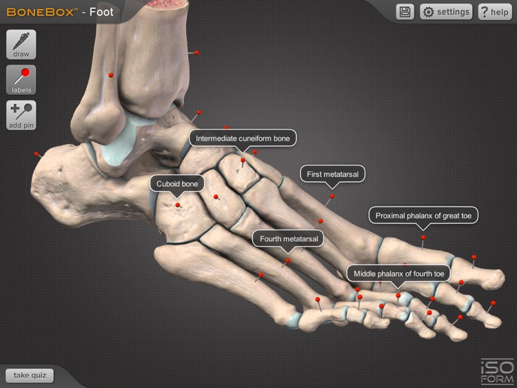 BoneBox Foot