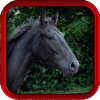 Equine Vet – Horse Medical App for all Equestrians