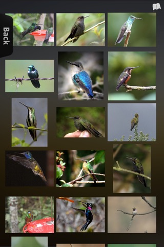 Hummingbirds Info screenshot 3