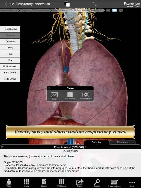 Respiratory Anatomy Atlas: Essential Reference for Students and Healthcare Professionalsのおすすめ画像3