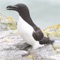 - As featured in BirdWatch and BirdWatching magazines