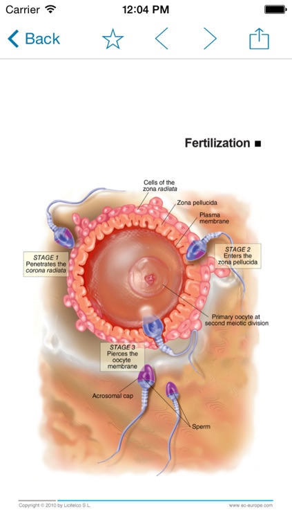 Miniatlas Pregnancy screenshot-3