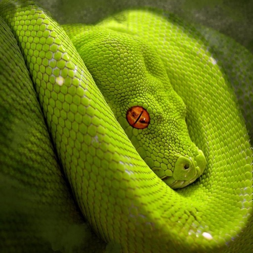 Snakes Puzzle icon