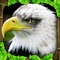 Soar through the skies and live life as a majestic Bald Eagle