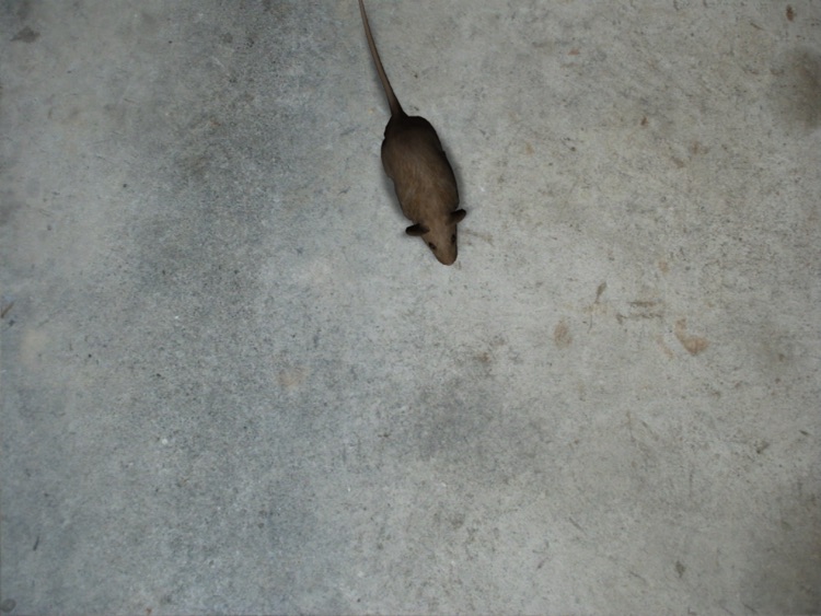 Catpad - Cats love to catch the mouse screenshot-3