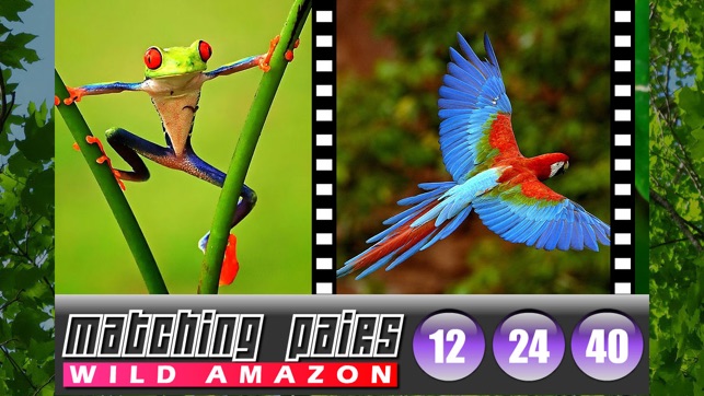 Matching Pairs (Amazon Tropical Rainfore