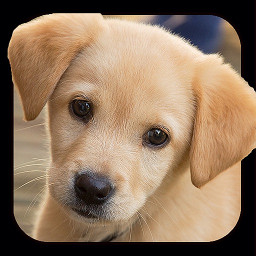 Dog & Puppy Backgrounds & Wallpapers icon