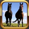 iWhinny - Fun Horse and Pony App for Equestrians