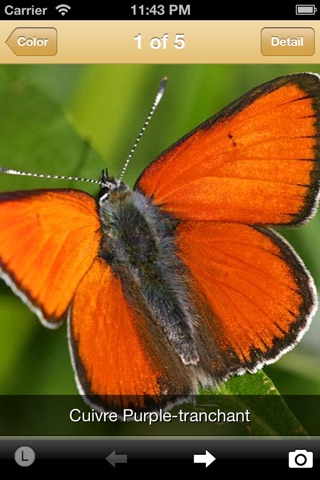 Butterflies screenshot 2