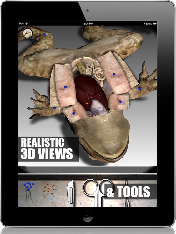 interactive virtual frog dissection game