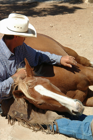 Silversand Horsemanship - Equestrian Groundwork and Horse Back Riding from Australia screenshot 2