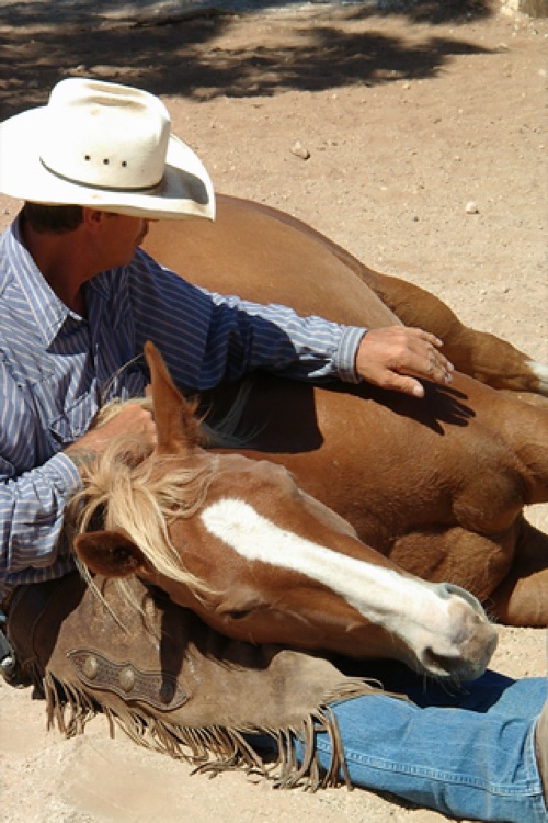 Silversand Horsemanship - Equestrian Groundwork and Horse Back Riding from Australia