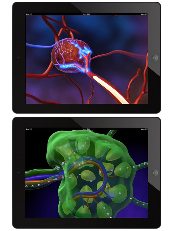 Animated Anatomy and Physiology for iPad screenshot-3