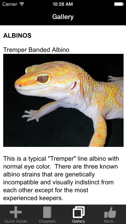 Leopard Gecko Care 101