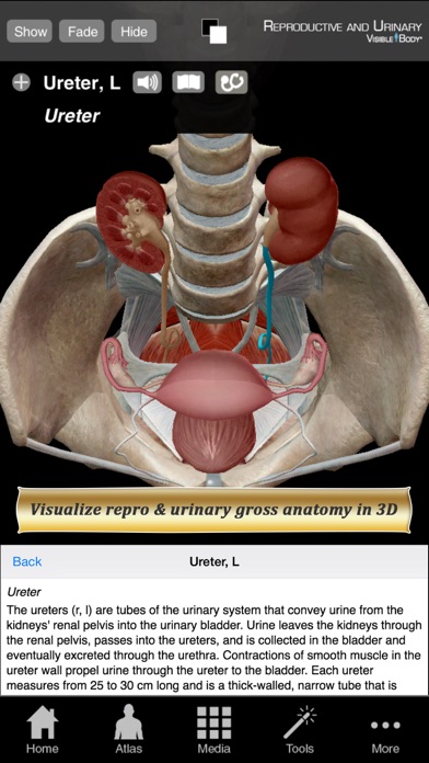 Reproductive and Urinary Anatomy Atlas: Essential Reference for Students and Healthcare Professionalsのおすすめ画像1