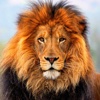 Lion Wallpapers & Backgrounds HD for iPhone
