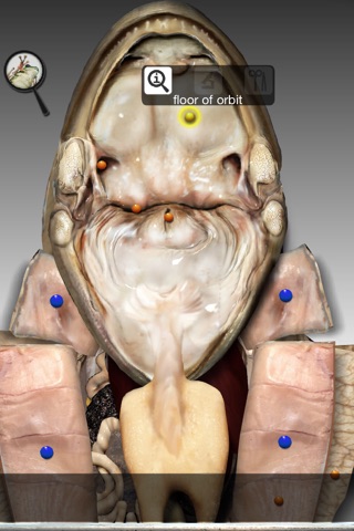 Froguts Frog Dissection for iPhone screenshot 4