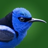 BirdsEye Costa Rica - Bird Finding Guide