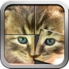 Cute kittens and puppies puzzles