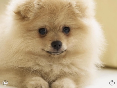 Puppies Adorable Wallpapers for new iPad - Great HD photo screen backgrounds of cool dogs screenshot 3