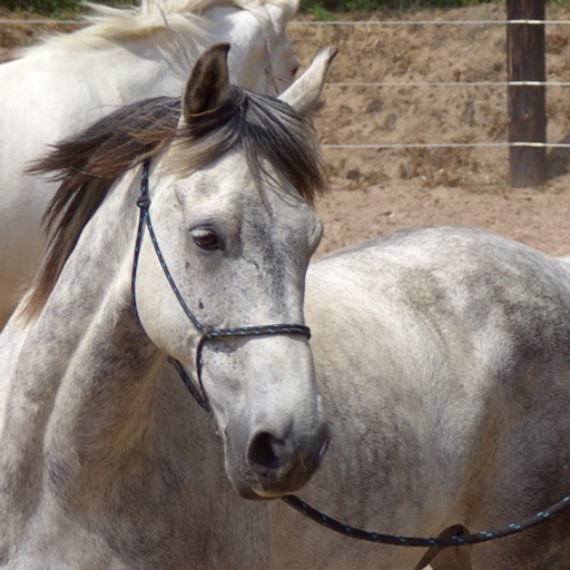 Groundwork Exercises and Lessons: Improve your Horse Back Riding icon