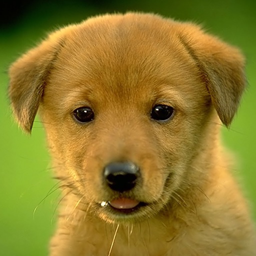 Puppy Wallpapers & Backgrounds HD for iPhone icon