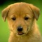 ★Puppy Wallpapers & Backgrounds HD 