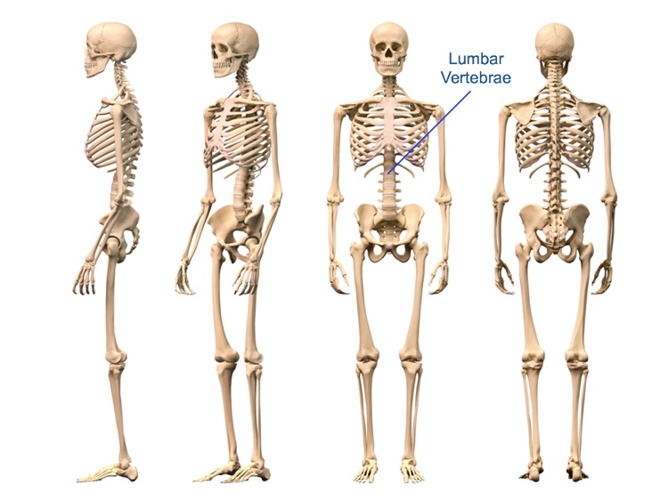 The Human Skeletal System HD