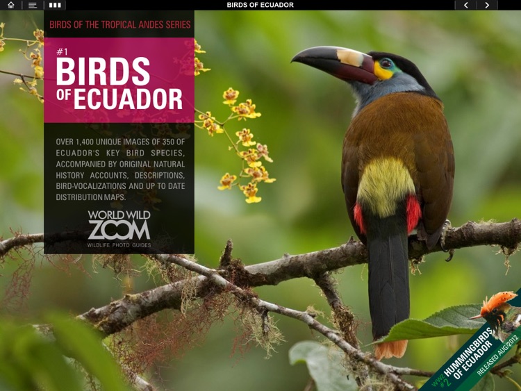 Birds Of Ecuador