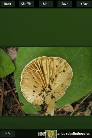 Mushroom Expert screenshot 2