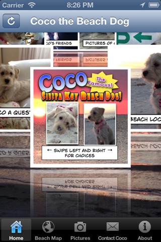 Coco the Siesta Key Beach Dog screenshot 2