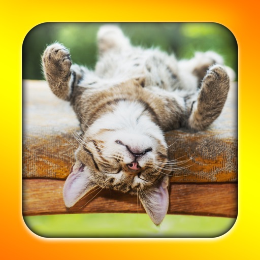 Funny Cats - Best Funny LOLcat Vids, Pics, and Jokes iOS App