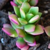 Succulents Plant Guide 101: Care Tips and Tutorial