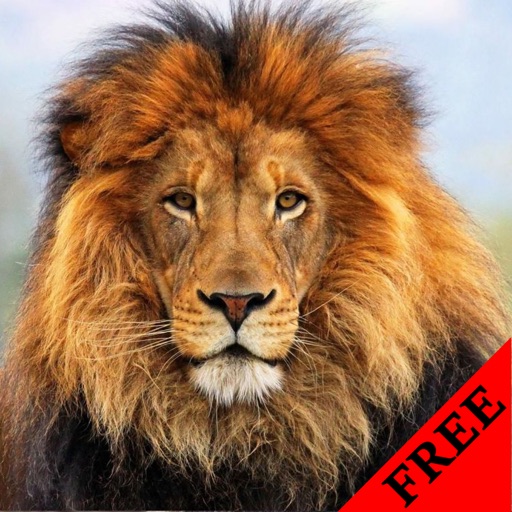 Lion Photos & Video Galleries FREE icon