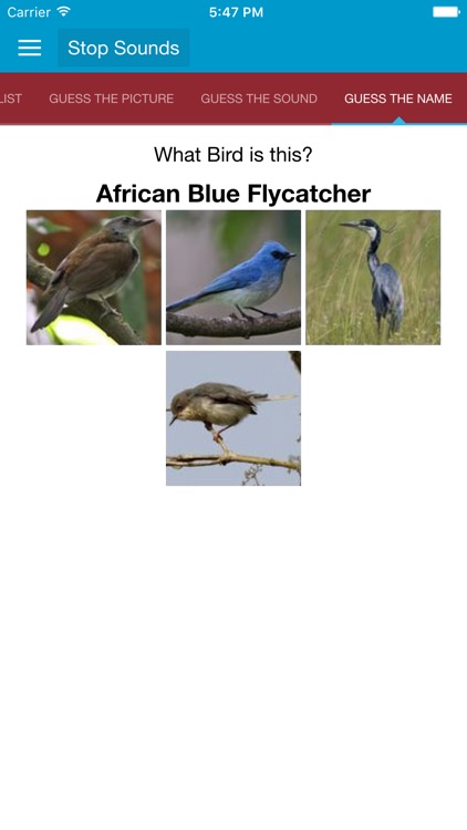 African Birds and Sounds screenshot-4