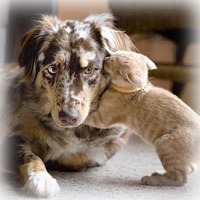 Noms animaux pour PC