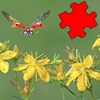 Insects Best Puzzles