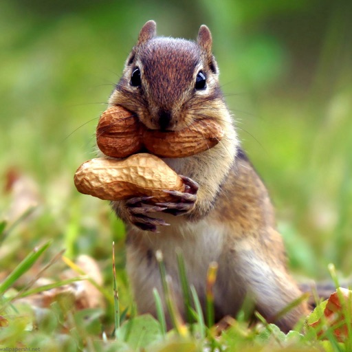 Squirrel Wallpapers HD: Quotes Backgrounds with Art Pictures icon