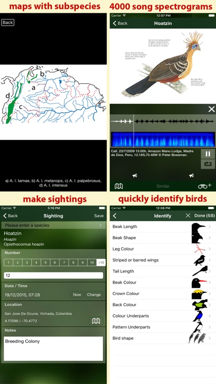 All Birds Venezuela - a complete field guide to identify all the bird species recorded in Venezuela screenshot-4