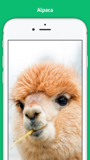 Alpaca - Successful Alpaca Farming