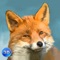 Wild Fox Survival Simulator 3D