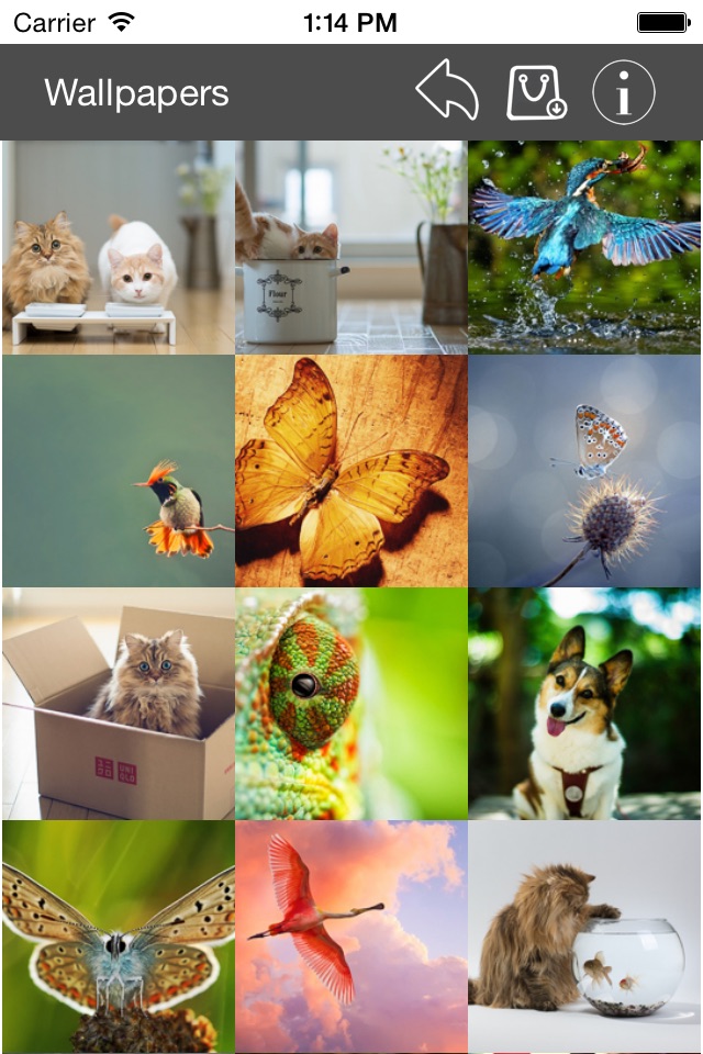 Wallpaper Collection Animals Edition screenshot 4