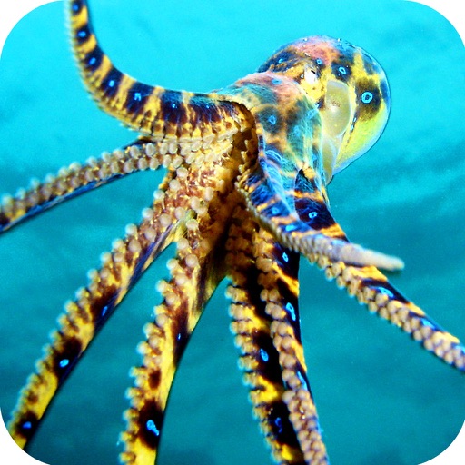 Under-Water Octopus Hunt - Sea Creature Hunt Simulator iOS App