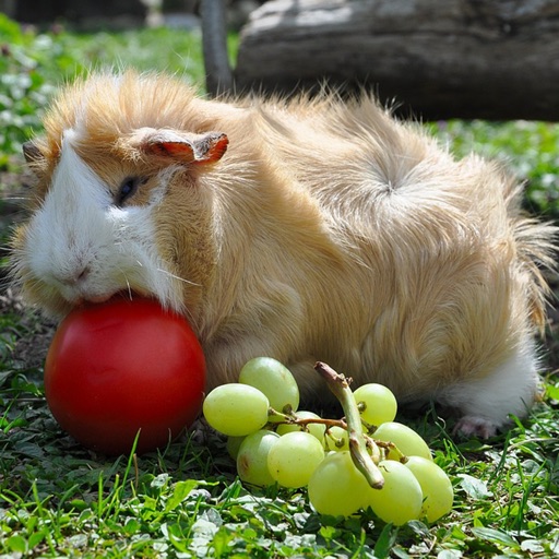 Find the Difference in Guinea Pig iOS App