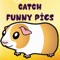 Catch Funny Pigs