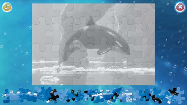 Arctic Animals Puzzle(圖4)-速報App