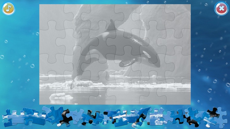 Arctic Animals Puzzle screenshot-3