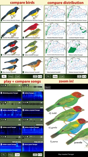 All Birds Venezuela - a complete field guide to identify all(圖3)-速報App