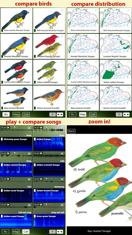 All Birds Venezuela - a complete field guide to identify all the bird species recorded in Venezuela